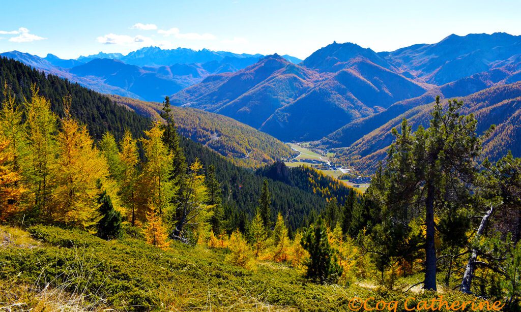 Les forêts du Queyras peuplées de Pin Cembro