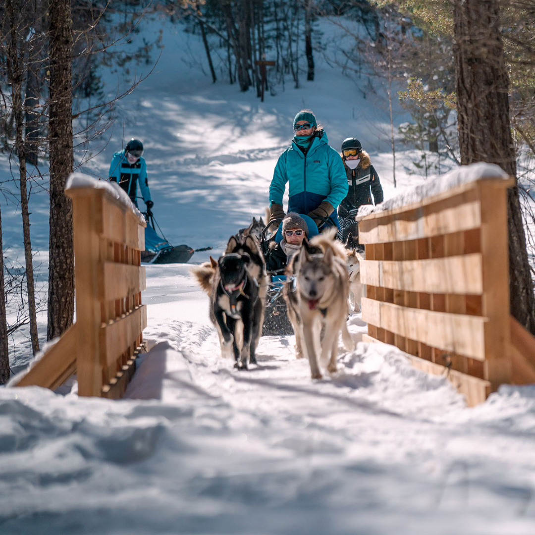 Découvrez le chien de traîneau dans le Queyras