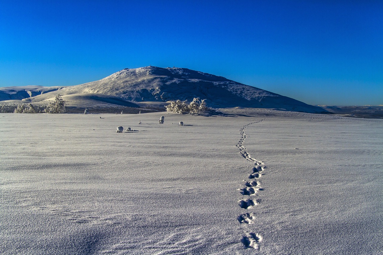 Coureur participant à un snow trail sur les sentiers enneigés du Queyras.
