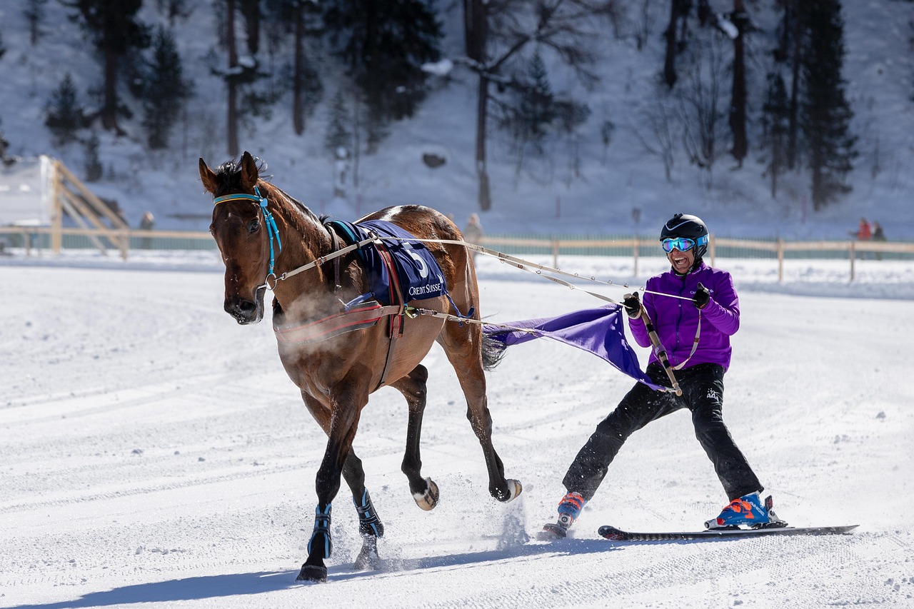 Cheval galopant dans la neige pendant une séance de ski-joëring dans les Alpes du Sud.