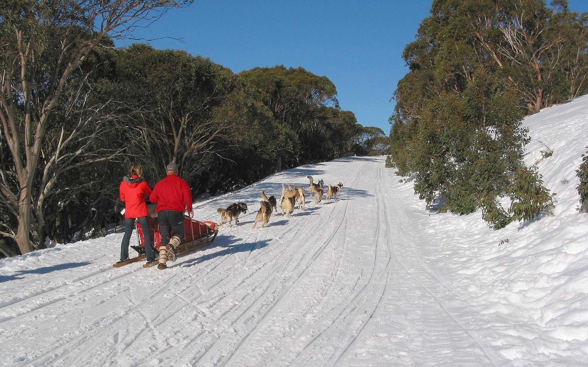 Attelage de chiens de traîneau sur piste enneigée en montagne