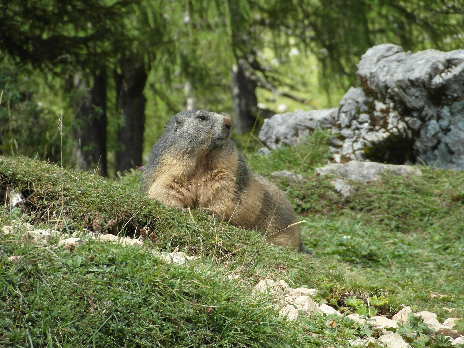 Marmotte en alpage dans le Queyras &ndash; destination queyras d&eacute;couverte faune et flore