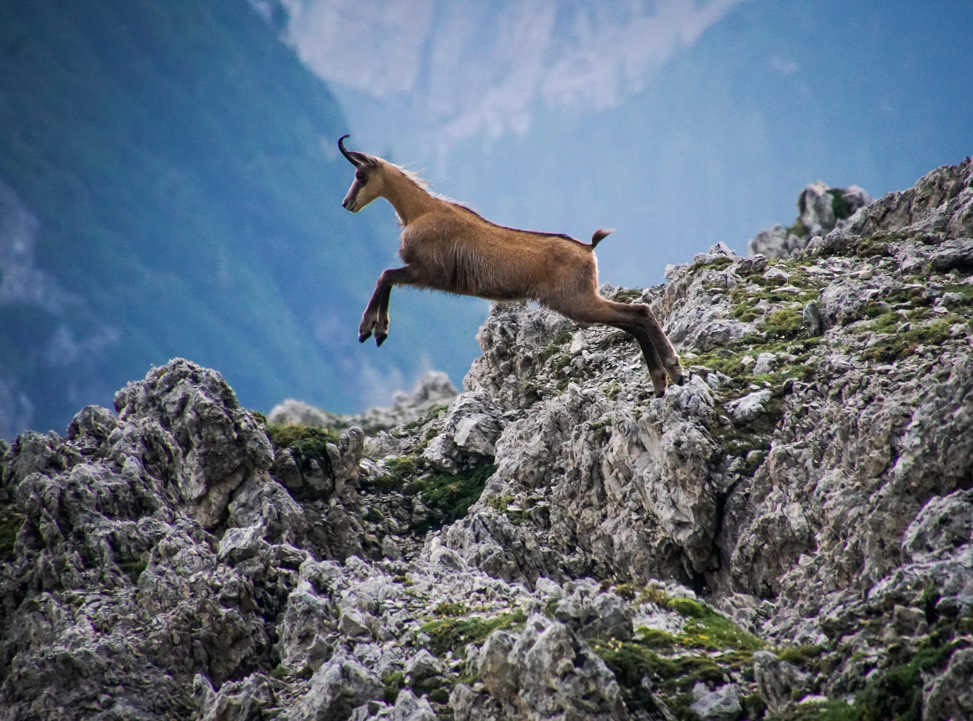 Chamois dans les montagnes du Queyras &ndash; destination queyras d&eacute;couverte faune et flore