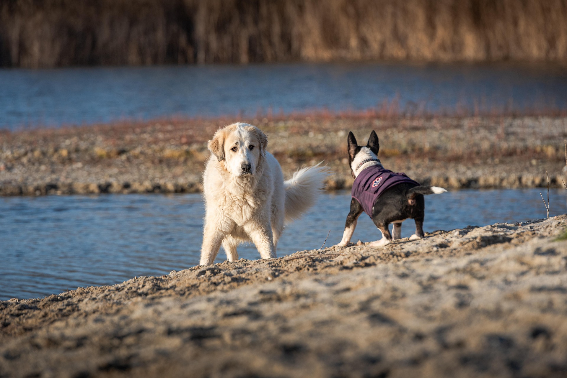 Patou prot&eacute;geant son troupeau face &agrave; un chien de randonn&eacute;e en montagne